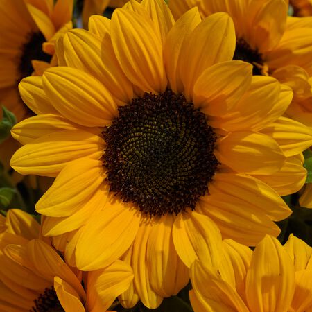 Vincent's® Choice, (F1) Sunflower Seeds - Packet image number null